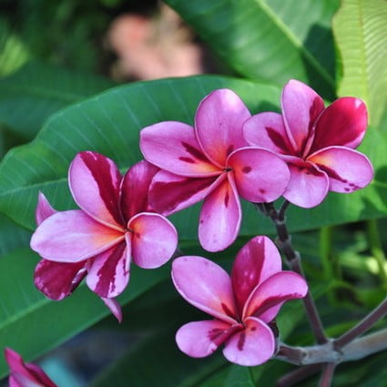 Plumeria Seeds, Kalachuchi Seeds, Variety#067 – Mays Garden Seed