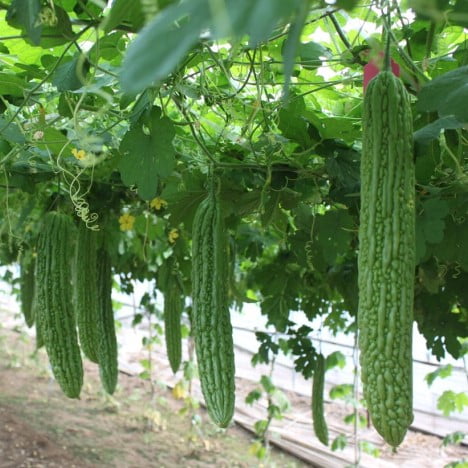 ampalaya seeds as coffee