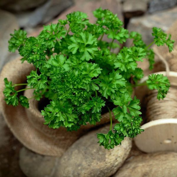 Parsley Seeds, Herb Seeds010 Rooted Retreat