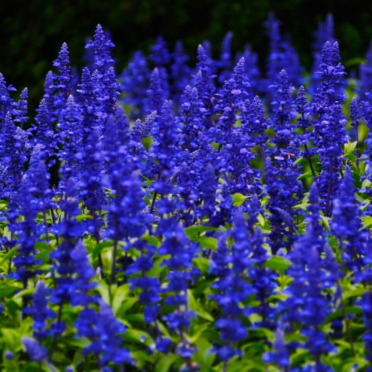 Salvia Horminum Seeds, Blue, Flower Seeds23 Rooted Retreat