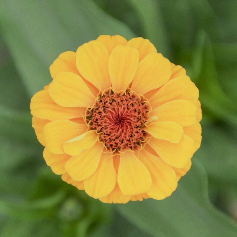 Zinnia Seeds, Yellow, Flower Seeds29 Rooted Retreat