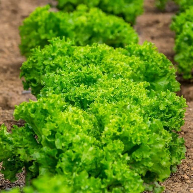 Lettuce Seeds,Grand Rapid Loose Leaf, Vegetable Seeds#030 ...
