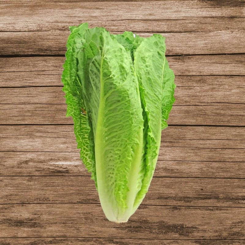 Romaine Lettuce Seeds, Grand Romaine, Vegetable Seeds031 Rooted Retreat