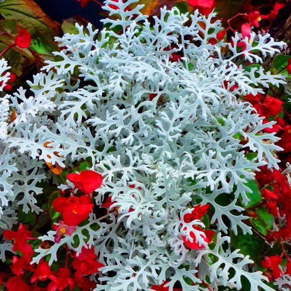 Dusty Miller Seeds, Silverdust Leaves, Flower Seeds35 Rooted Retreat