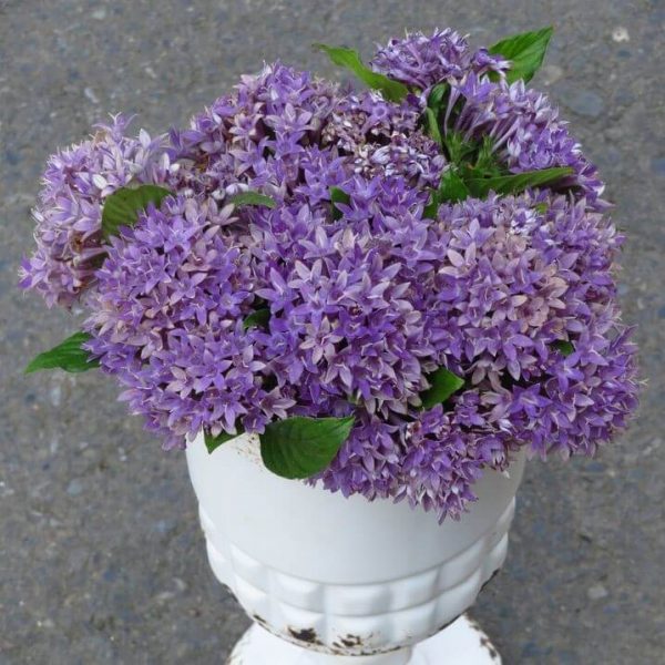 Mixed Pentas Seeds, Flower Seeds#42 – Rooted Retreat