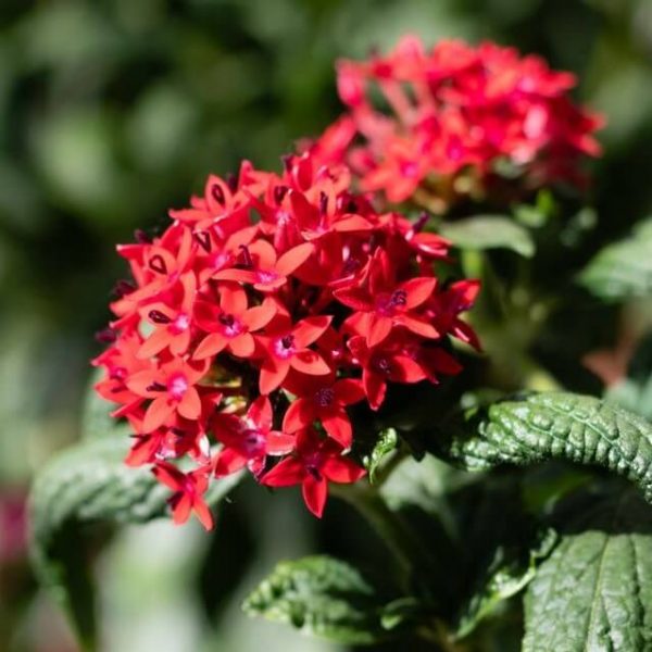 Mixed Pentas Seeds, Flower Seeds#42 – Rooted Retreat