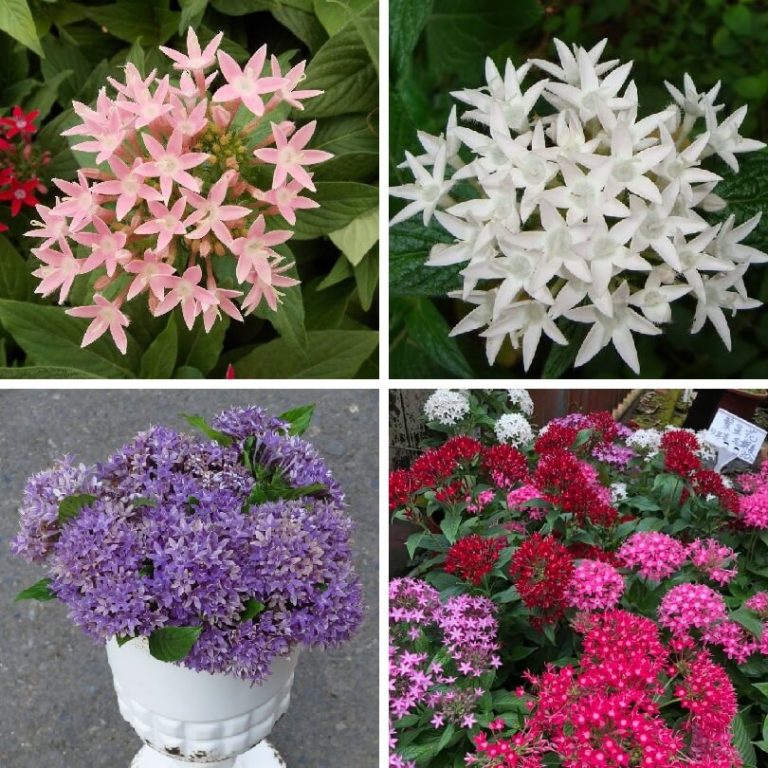Mixed Pentas Seeds, Flower Seeds#42 – Rooted Retreat