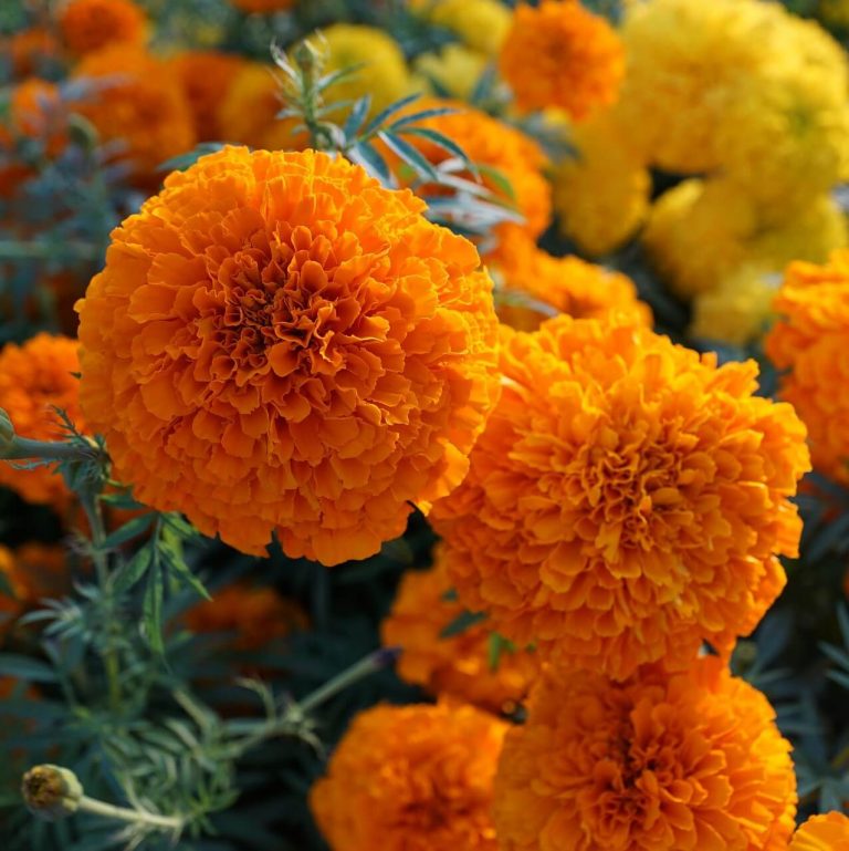 Mix African Marigold Seeds, Flower Seeds59 Rooted Retreat
