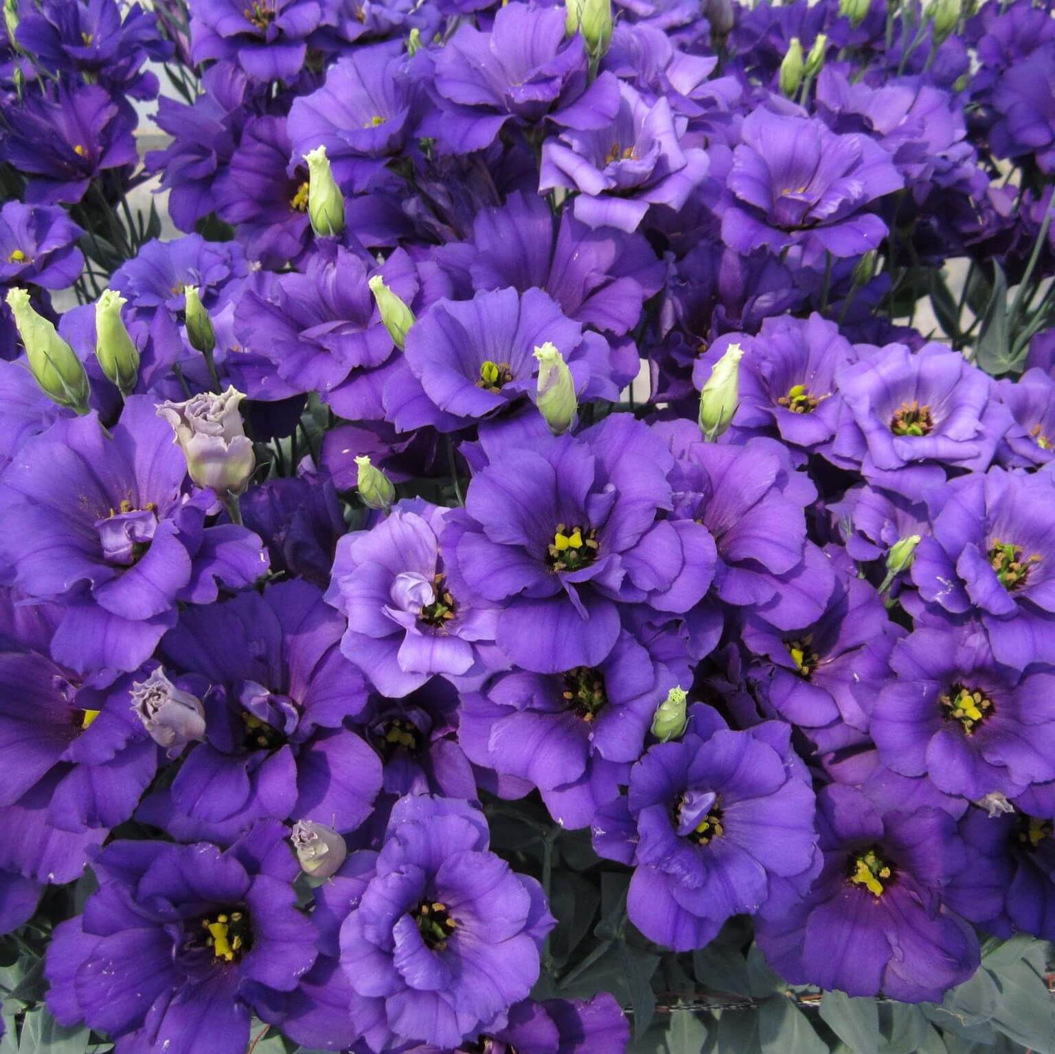 blue and purple flowers