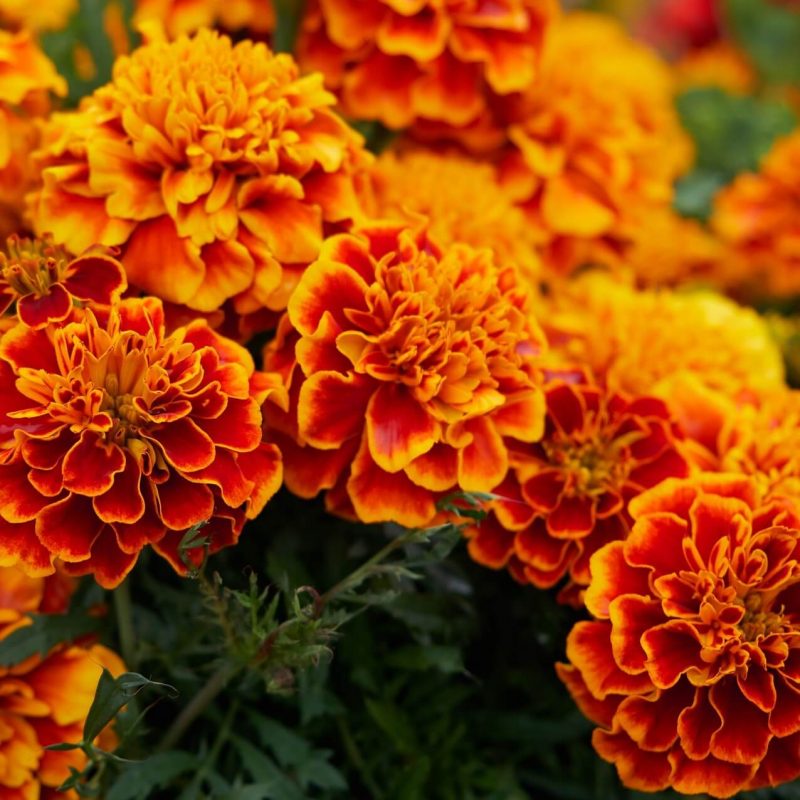 Mixed French Marigold Seeds Flower Seeds70 - Mays Garden Seed.