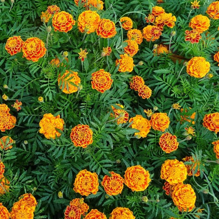 Mixed French Marigold Seeds, Flower Seeds70 Rooted Retreat
