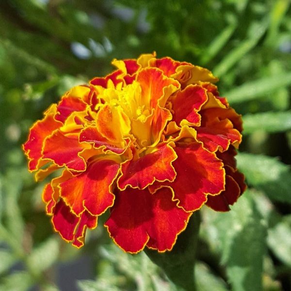 Mixed French Marigold Seeds, Flower Seeds70 Rooted Retreat