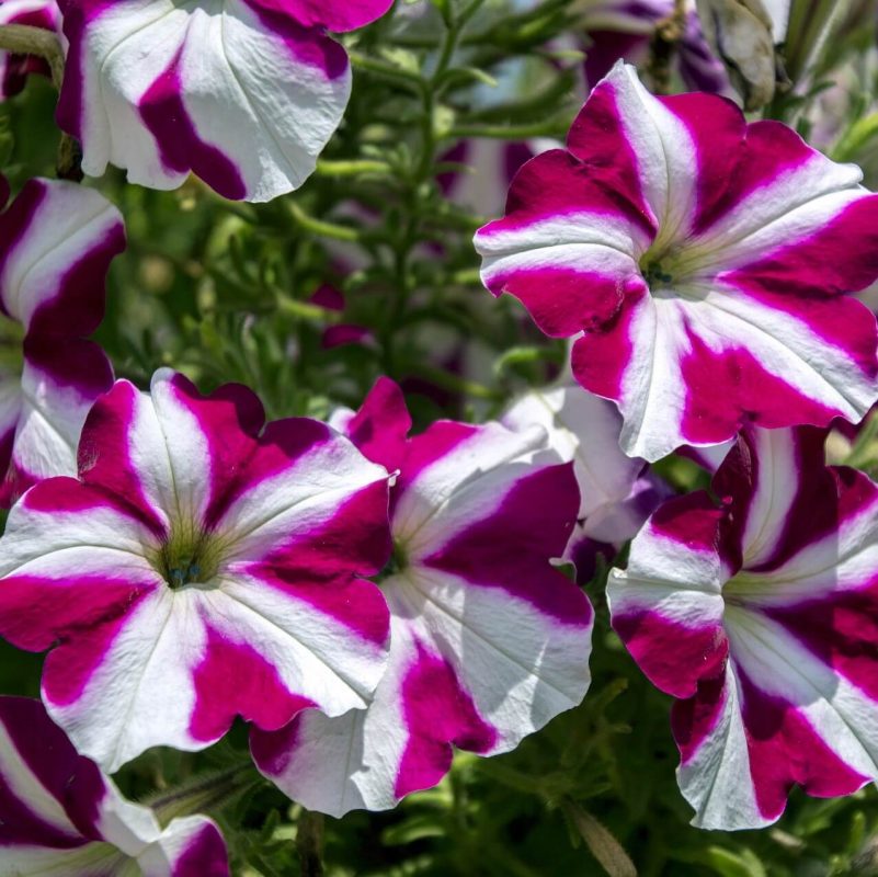 Mixed Petunia Seeds Star Mix Flower Seeds74 Rooted Retreat