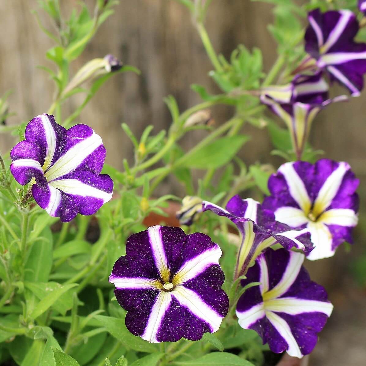 Mixed Petunia Seeds Star Mix Flower Seeds74 Mays Garden Seed