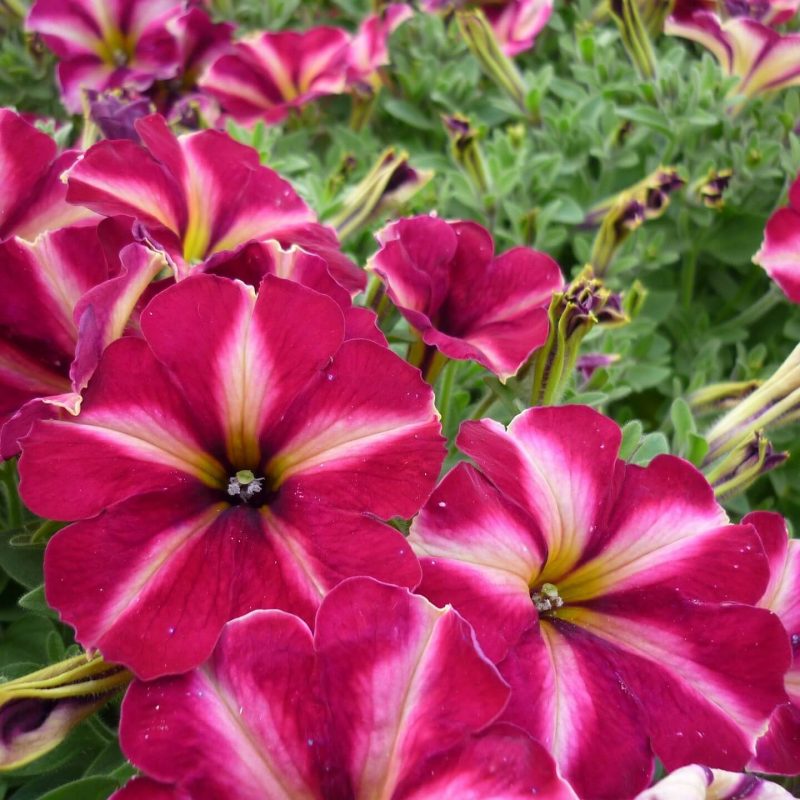 Mixed Petunia Seeds Star Mix Flower Seeds74 Rooted Retreat
