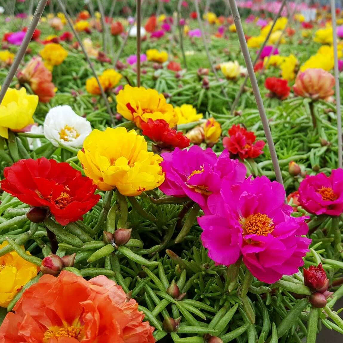 Mixed Portulaca Seeds, Flower Seeds#26 – Mays Garden Seed
