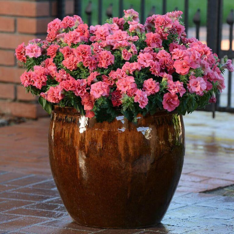 Mixed Petunia Seeds, Double Cascade Mix, Flower Seeds73 Rooted Retreat