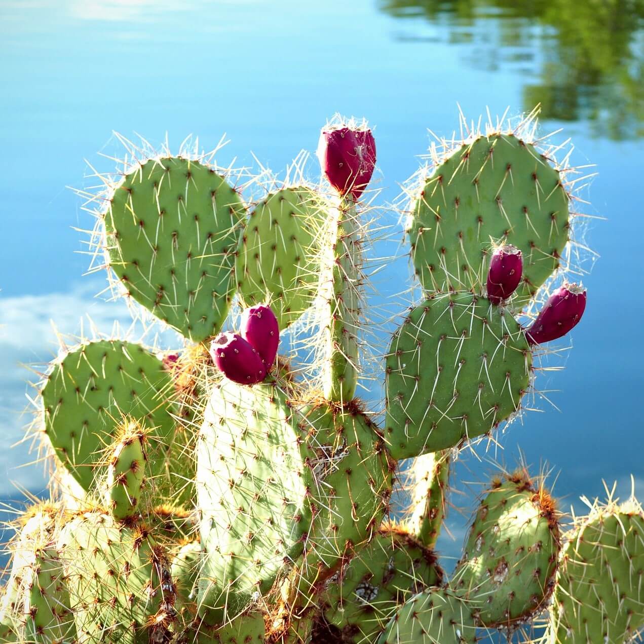 Modig hvede vindue Mixed Opuntia Species Seeds, Cactus Seeds, Variety#062 – Rooted Retreat