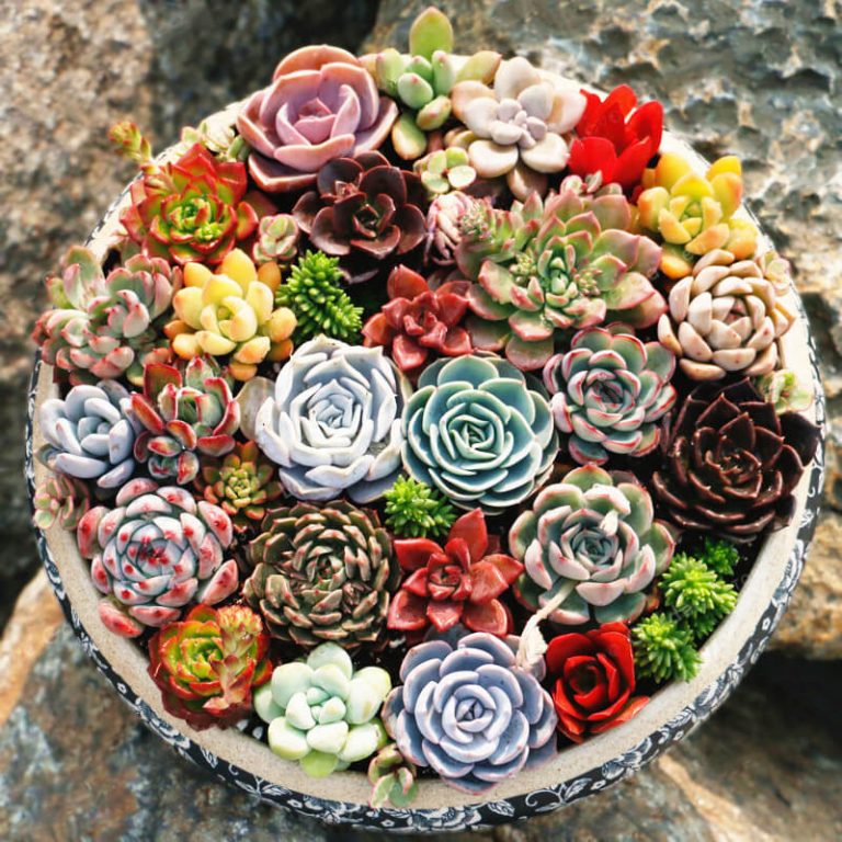 Mixed Echeveria Species Seeds, Succulent Seeds, Variety070 Rooted