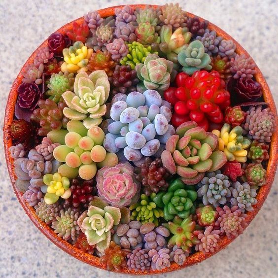 Mixed Echeveria Species Seeds, Succulent Seeds, Variety#070 – Mays ...