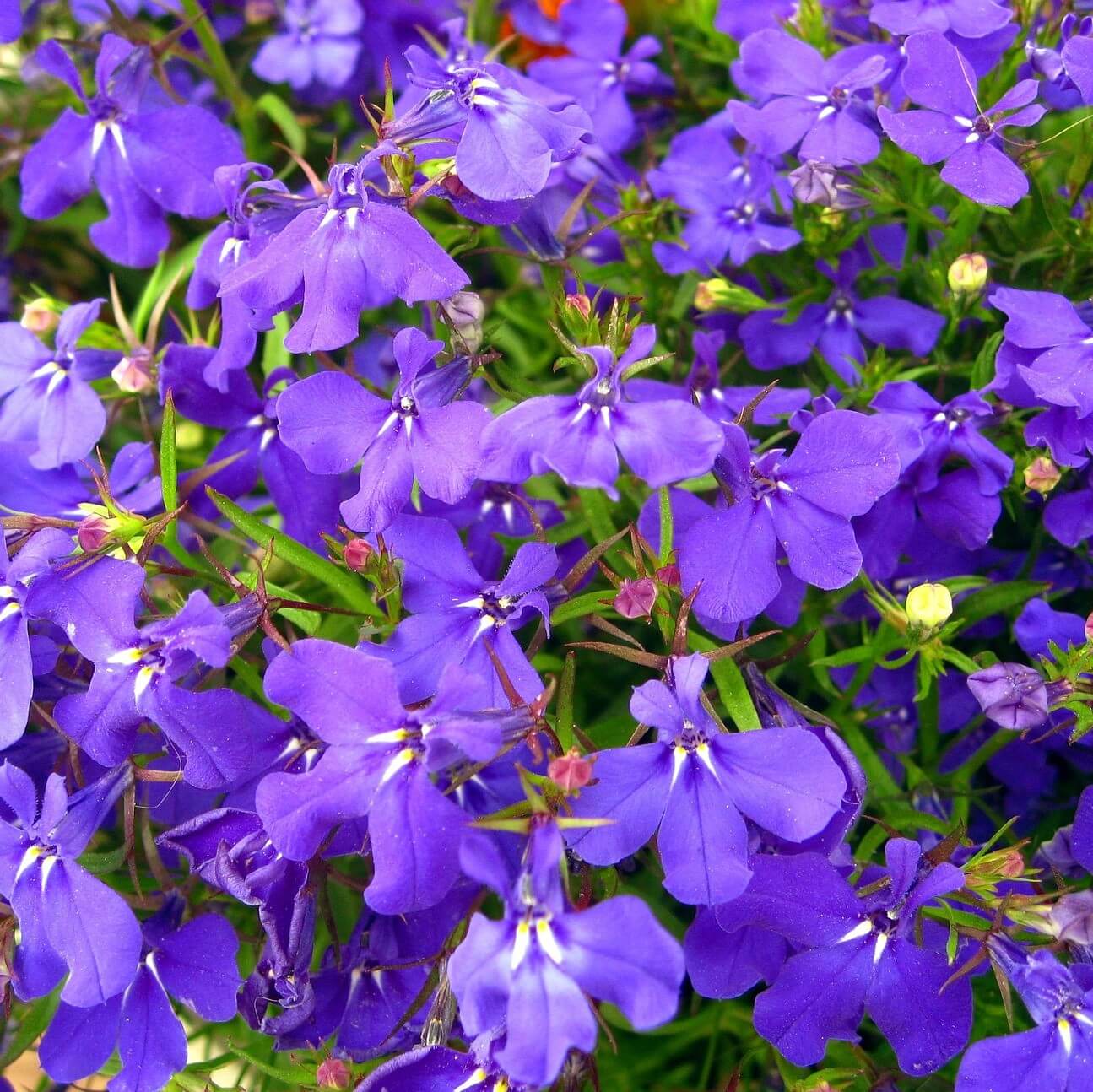 Lobelia Erinus Seeds, Sky Blue, Flower Seeds#114 – Rooted Retreat