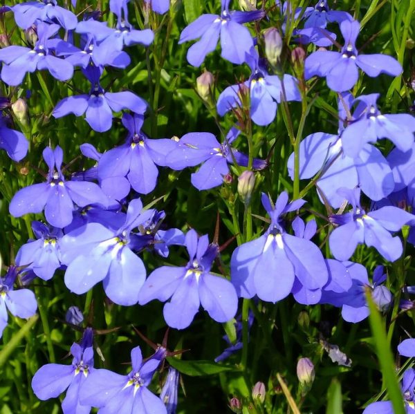 Lobelia Erinus Seeds, Sky Blue, Flower Seeds#114 – Rooted Retreat