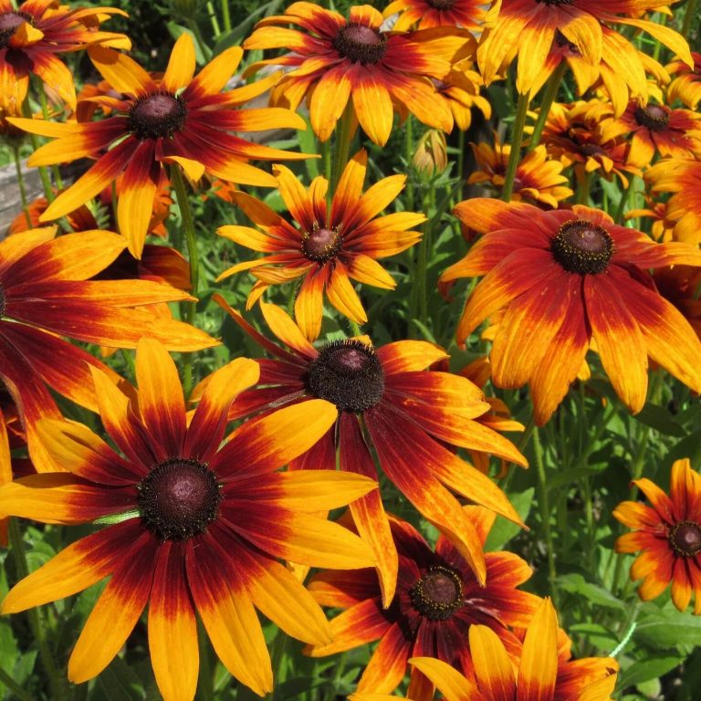 Mixed Rudbeckia Cappuccino Seeds, Flower Seeds125 Rooted Retreat