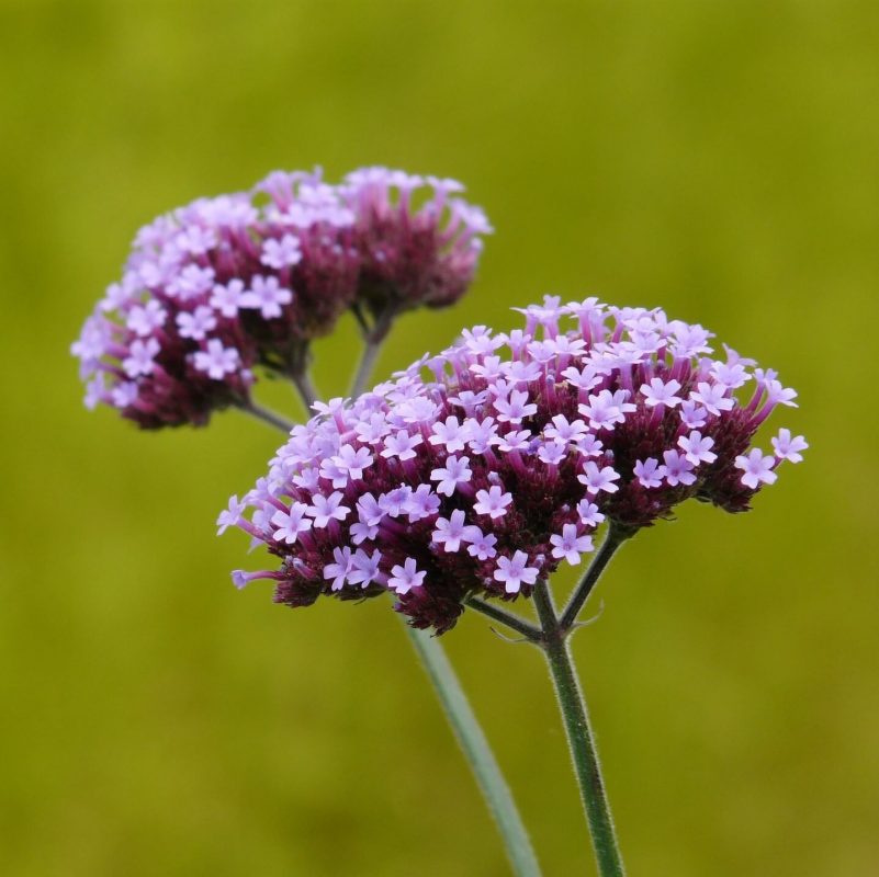 Verbena Bonariensis Seeds, Purple, Flower Seeds132 Rooted Retreat