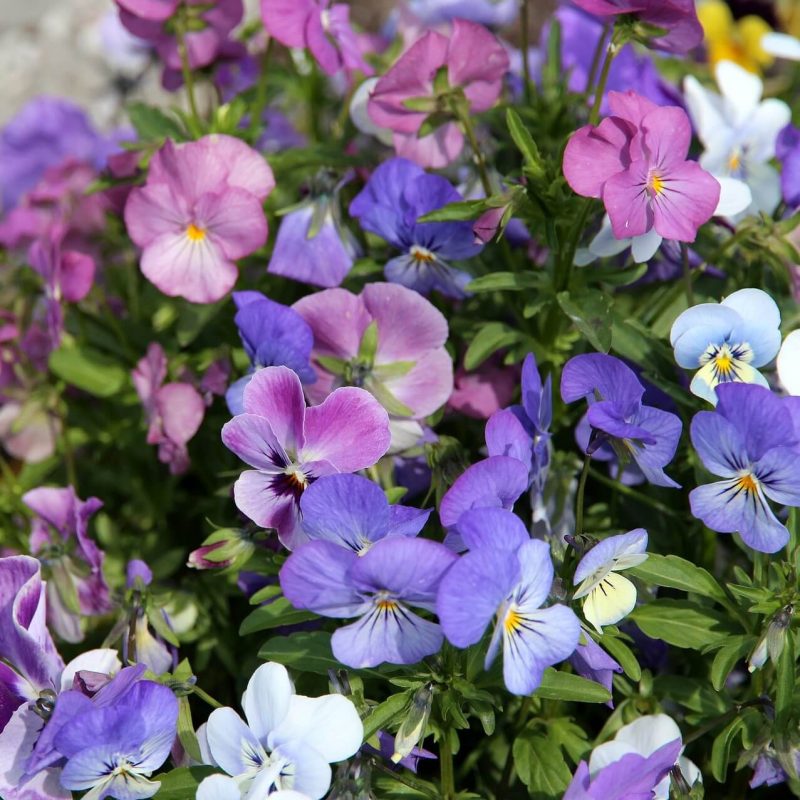 Mixed Pansy Seeds, Viola Cornuta Seeds, Super Mix, Flower Seeds134