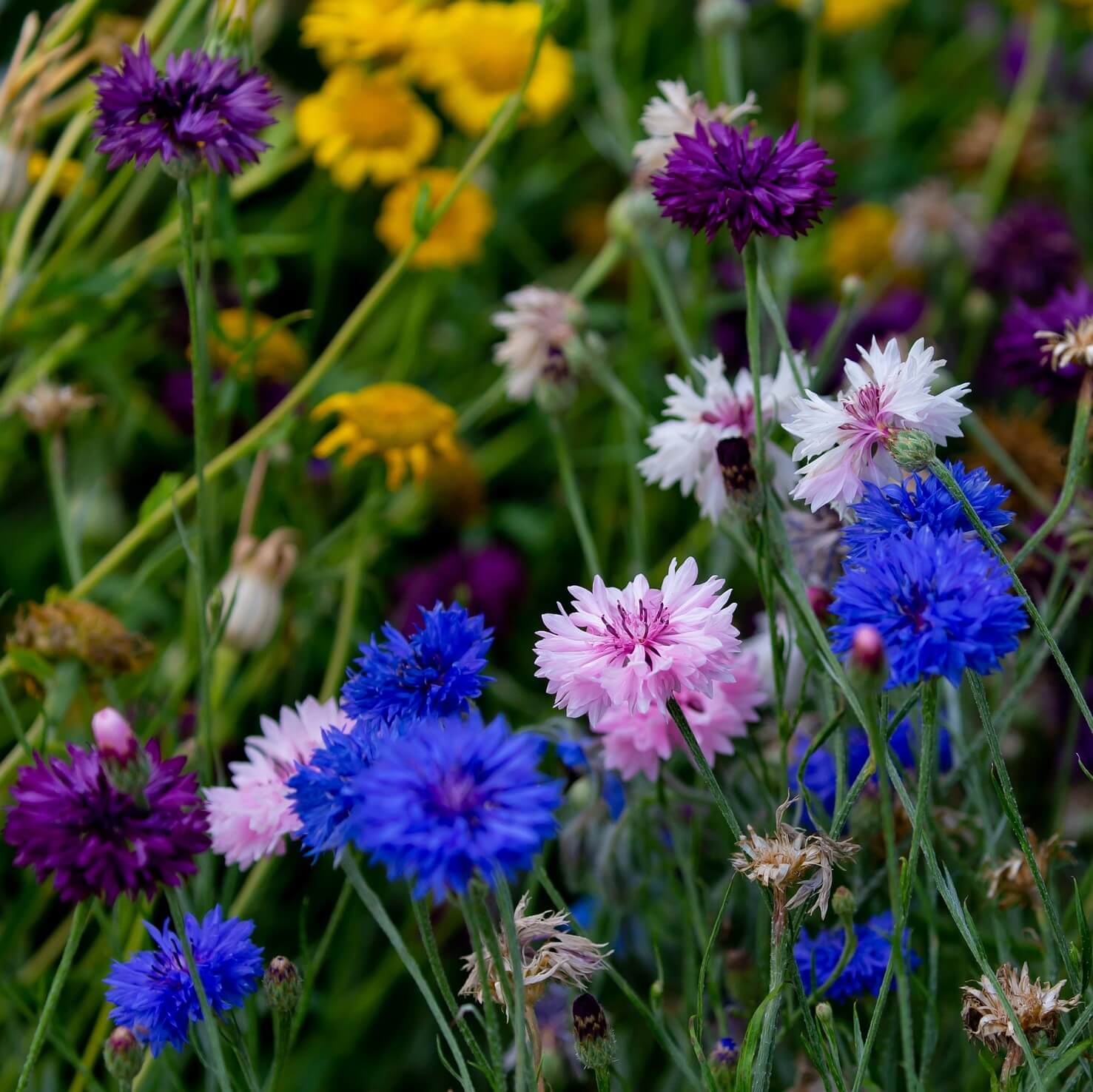 Василек посев. Василек cyanus. Centaurea cyanus (Cornflower). Цветы Василек однолетки. Василек Ясная Поляна.