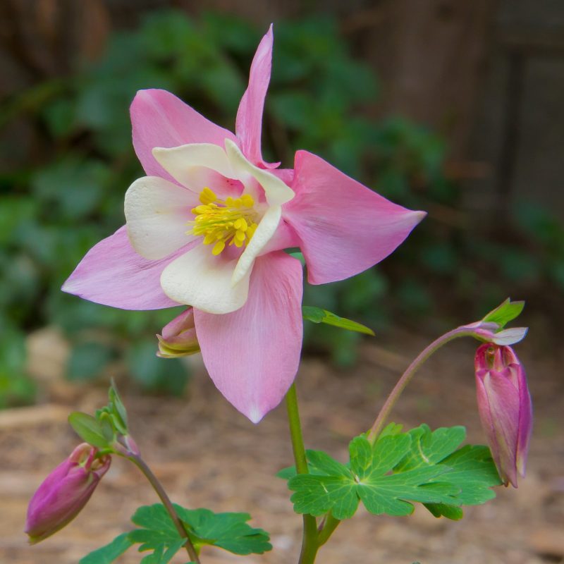 Columbine Seeds, Aquilegia Vulgaris Seeds, Pink, Flower Seeds#159