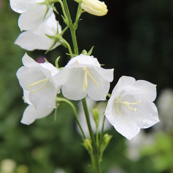 White Bellflower Seeds, Campanula Persicifolia Seeds, Flower Seeds161