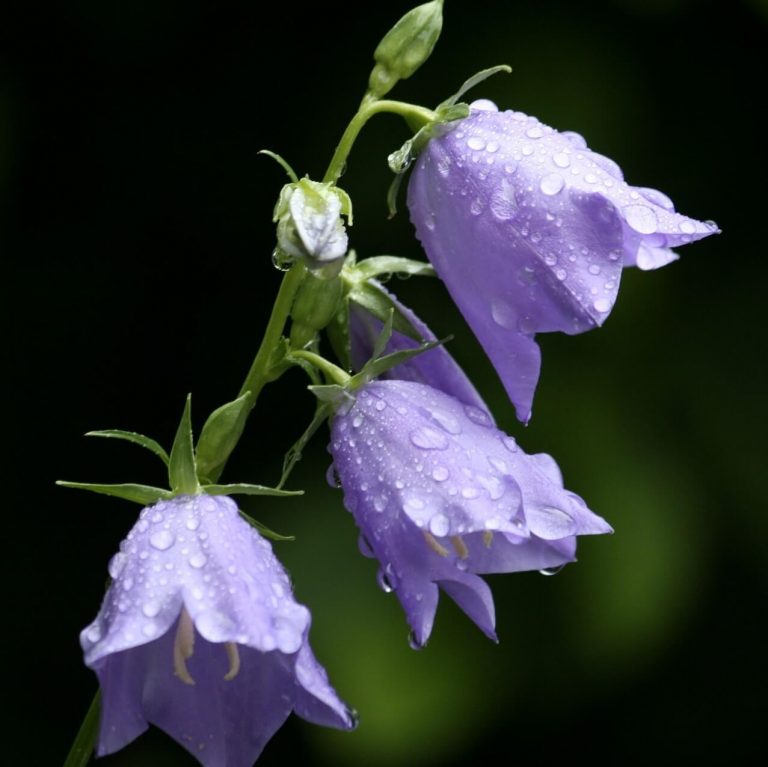 Blue Bellflower Seeds, Campanula Persicifolia Seeds, Flower Seeds162