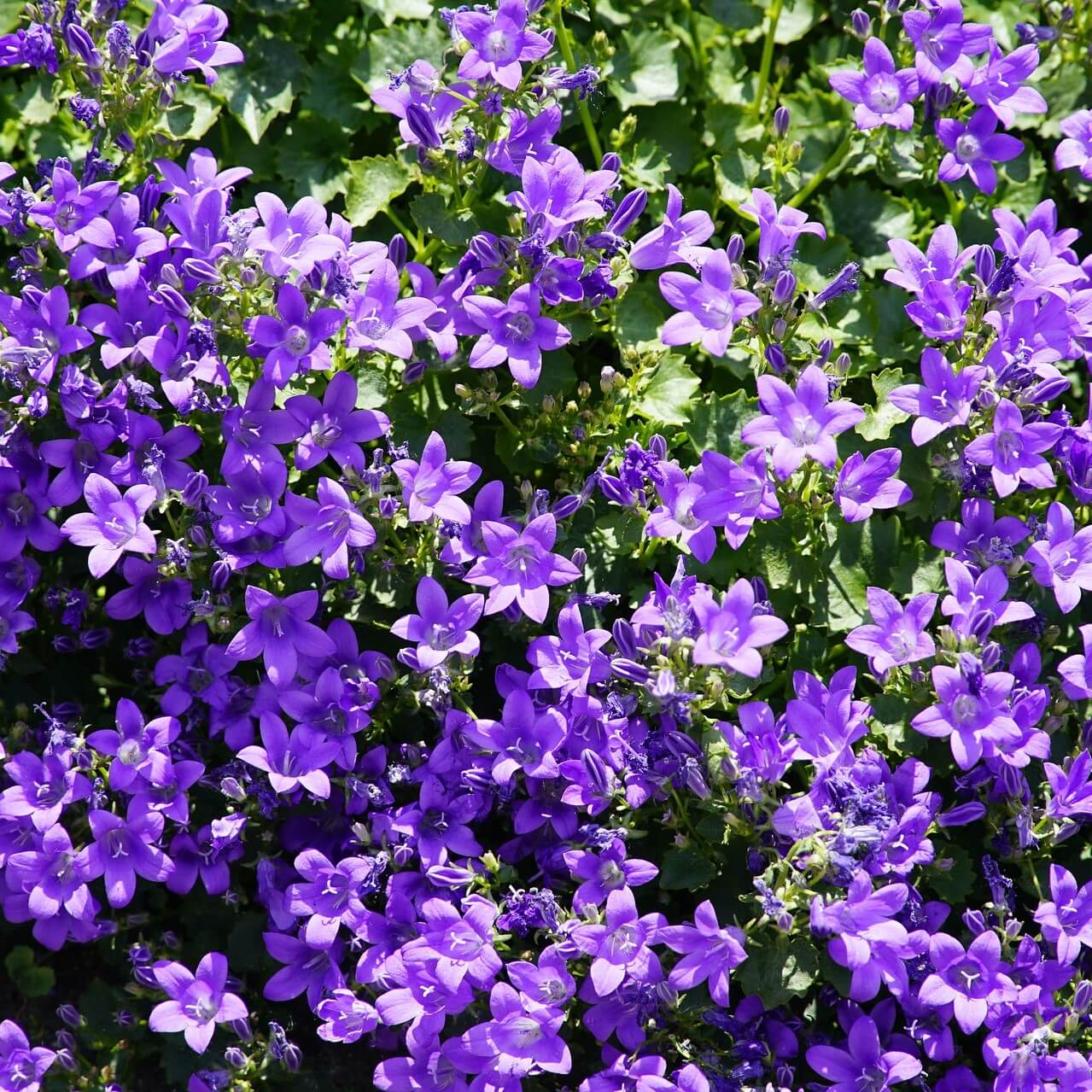 Blue Bellflower Seeds, Campanula Persicifolia Seeds, Flower Seeds#162 ...