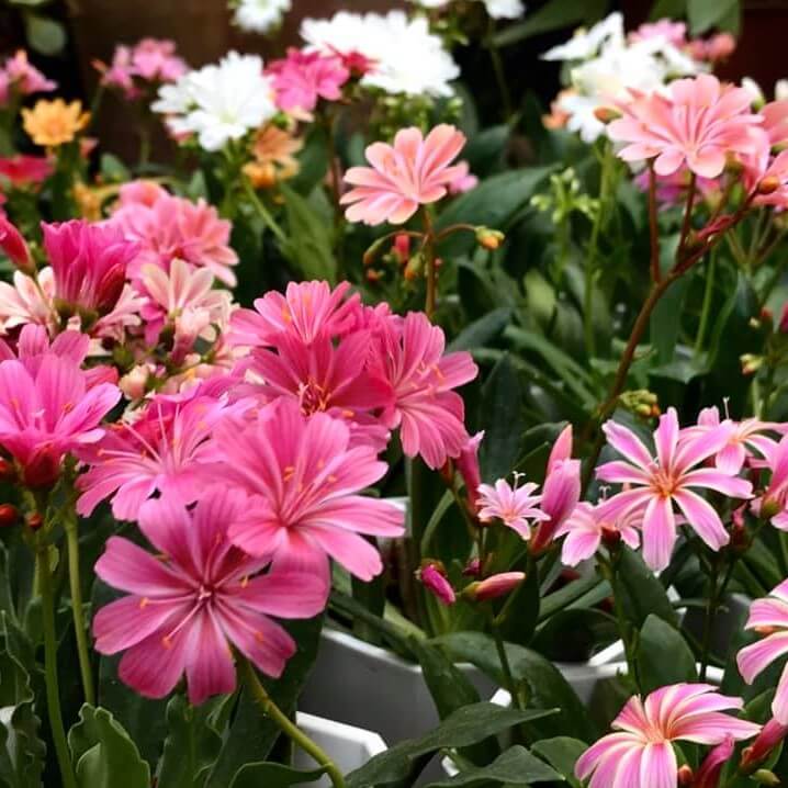 Mixed Lewisia Cotyledon Seeds, Flower Seeds#164 – Mays Garden Seed