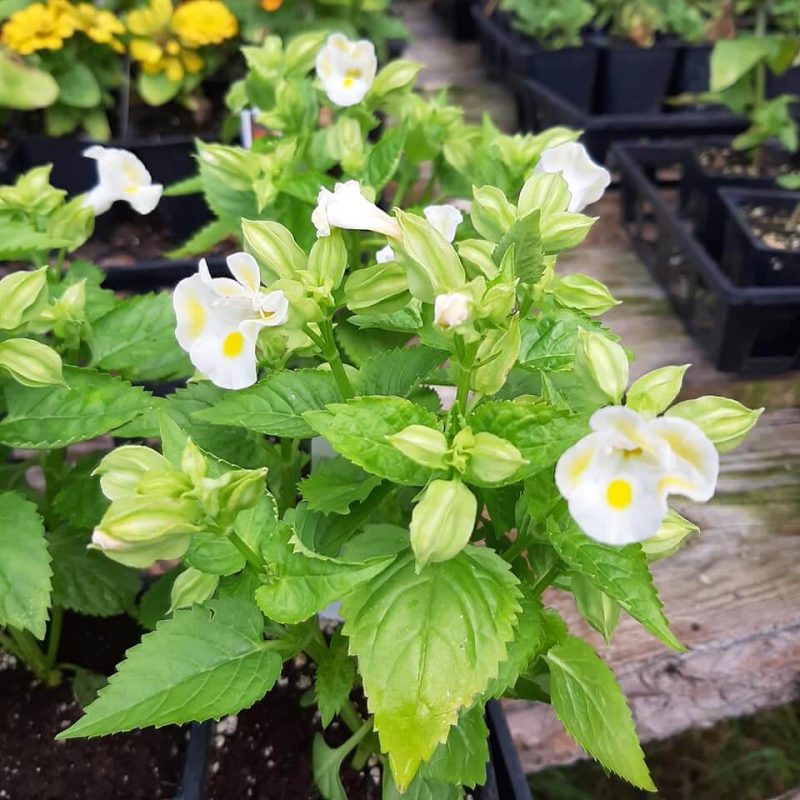 Torenia Seeds, Deep Yellow, Flower Seeds174 Mays Garden Seed