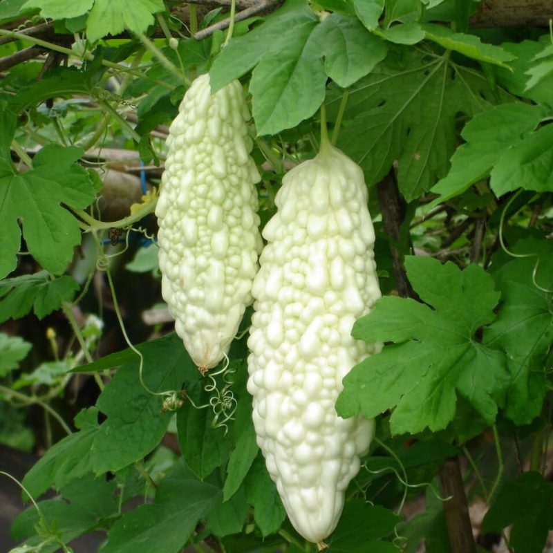 Ampalaya Seeds, White Bittergourd Seeds, Vegetable Seeds#045 – Mays