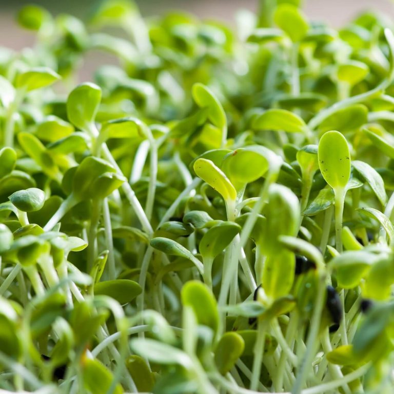 Alfalfa Seeds, Vegetable Seeds049 Rooted Retreat