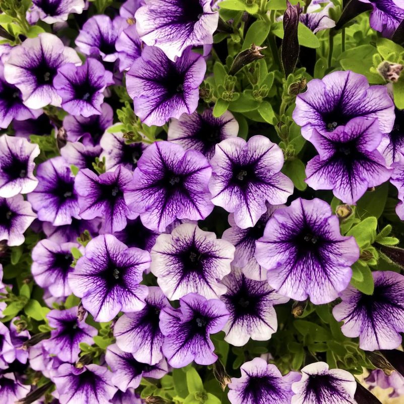 Mixed Petunia Seeds, Veined Mix, Flower Seeds#075 – Rooted Retreat