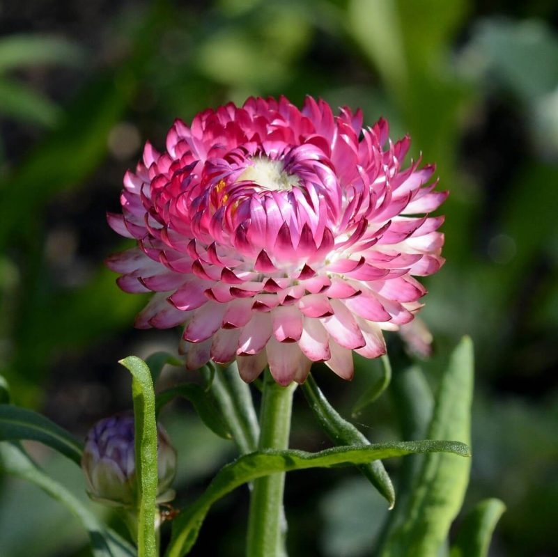 Bellis Perennis Seeds, English Daisy, Bam Bam Mix, Flower Seeds083