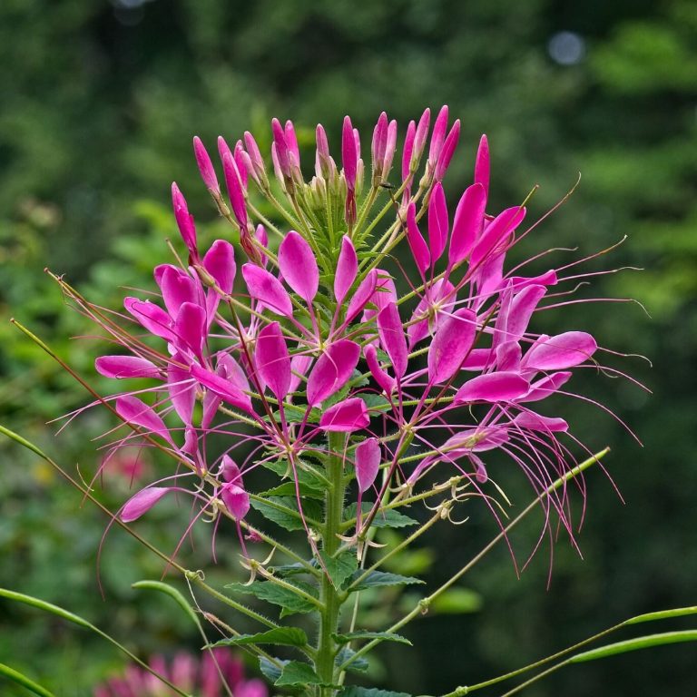 Spider Flower Seeds, Cleome Spinosa Violet Purple, Flower Seeds090