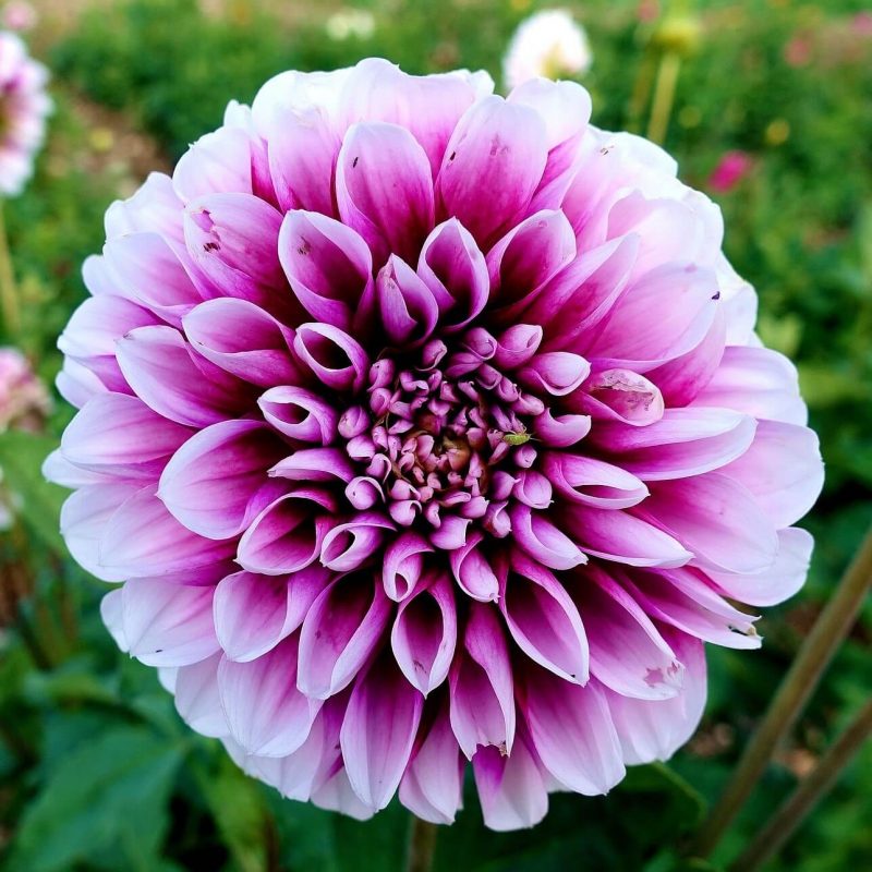 Mixed Dahlia Seeds, Figaro Mix, Flower Seeds094 Rooted Retreat
