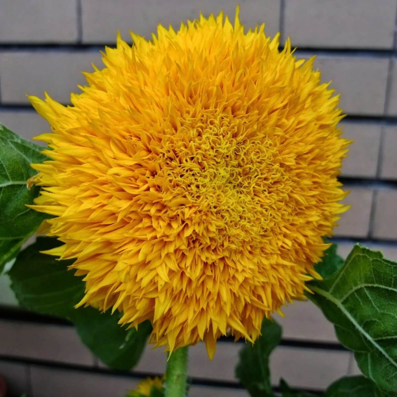 bear and sunflower