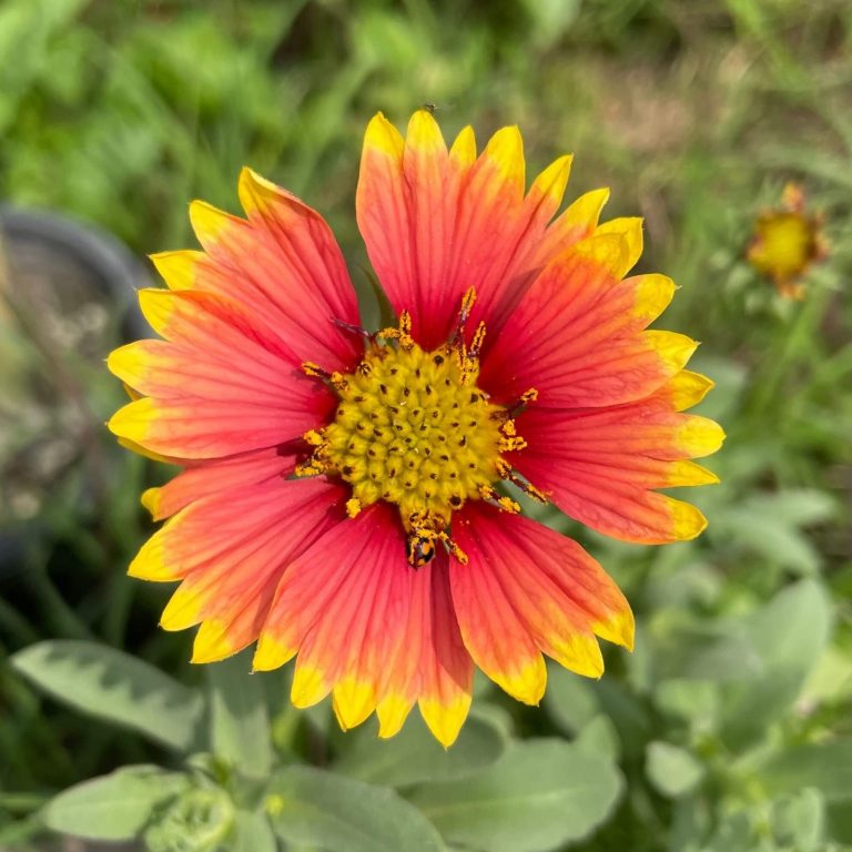 Gaillardia Seeds, Blanket Flower Seeds, Flower Seeds190 Rooted Retreat