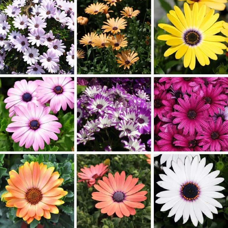 Creeping Daisy Seeds, Chrysanthemum Paludosum Seeds, Flower Seeds089