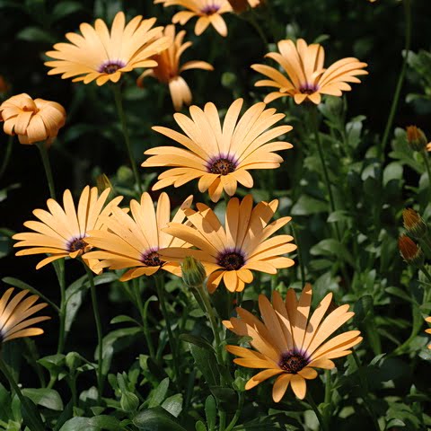 Creeping Daisy Seeds  Chrysanthemum Paludosum