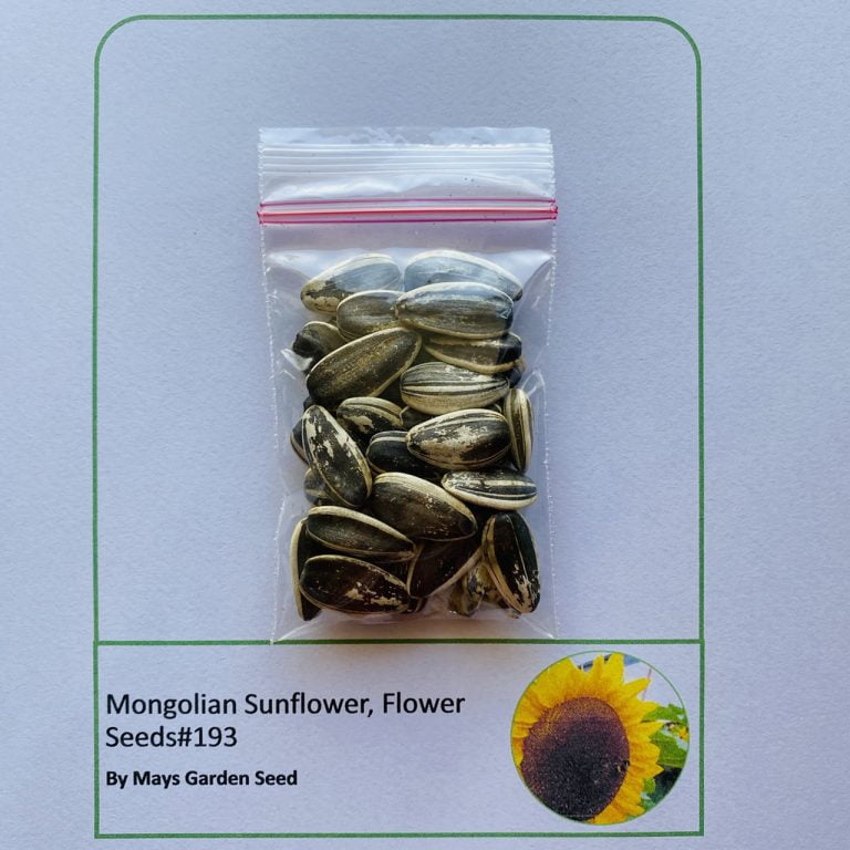 Mongolian Sunflower Seeds, Flower Seeds193 Rooted Retreat